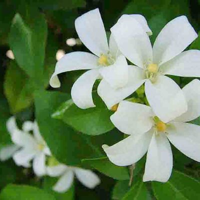 แก้ว