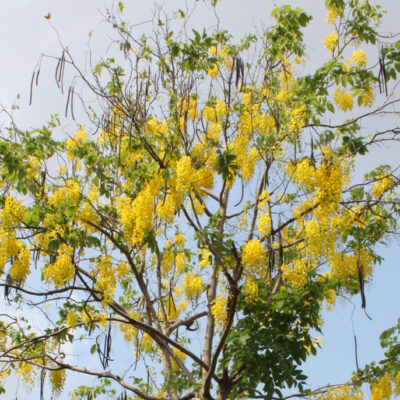 ราชพฤกษ์